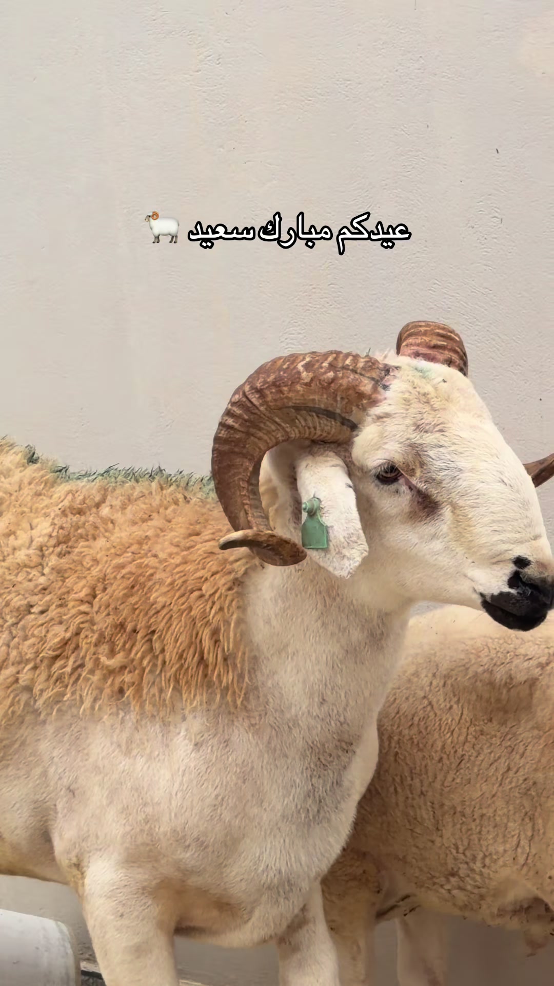 @ɪ̣̝̇kے̲̣̣̥am̥48🇲🇦