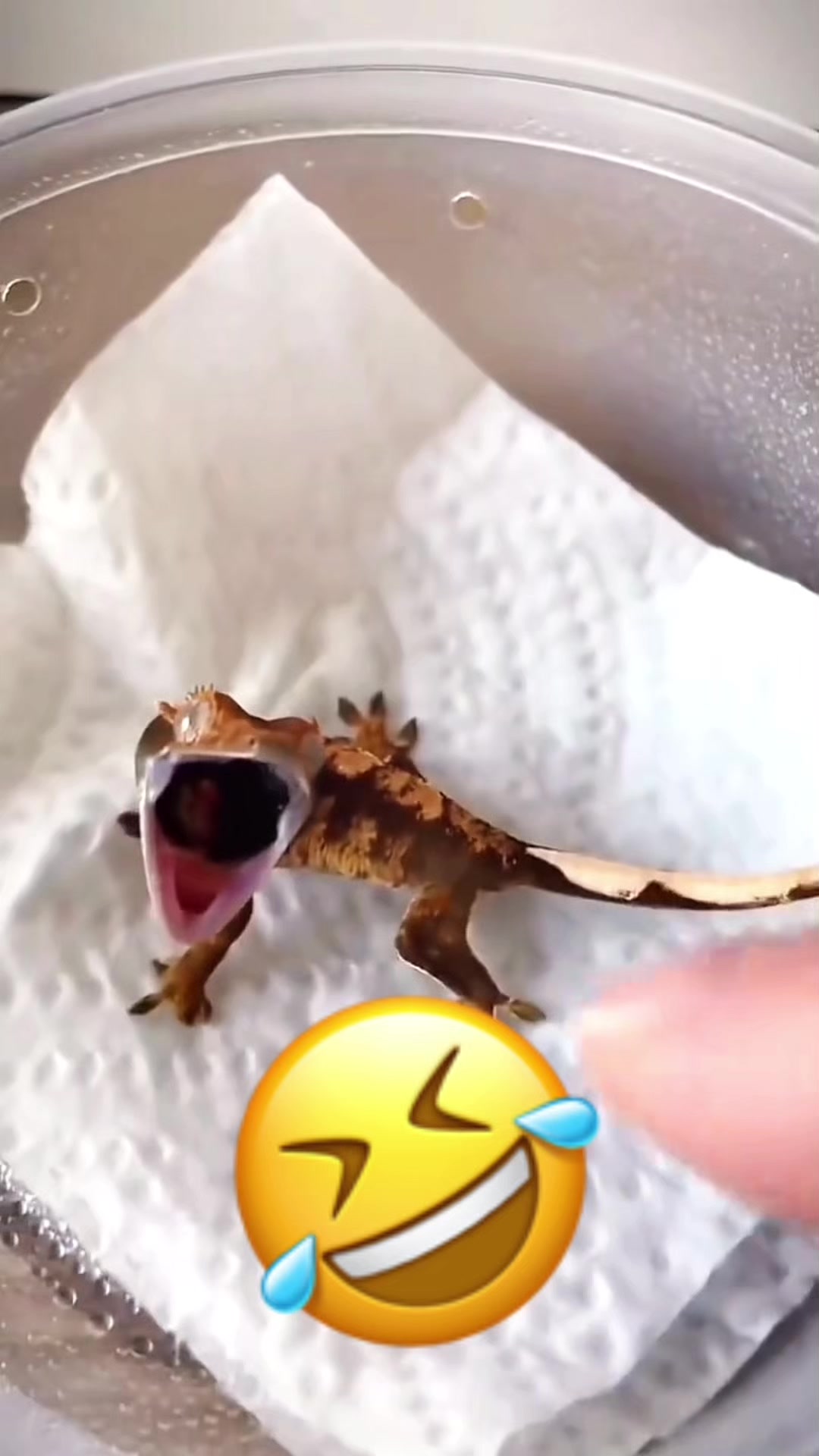 @Funny_pets