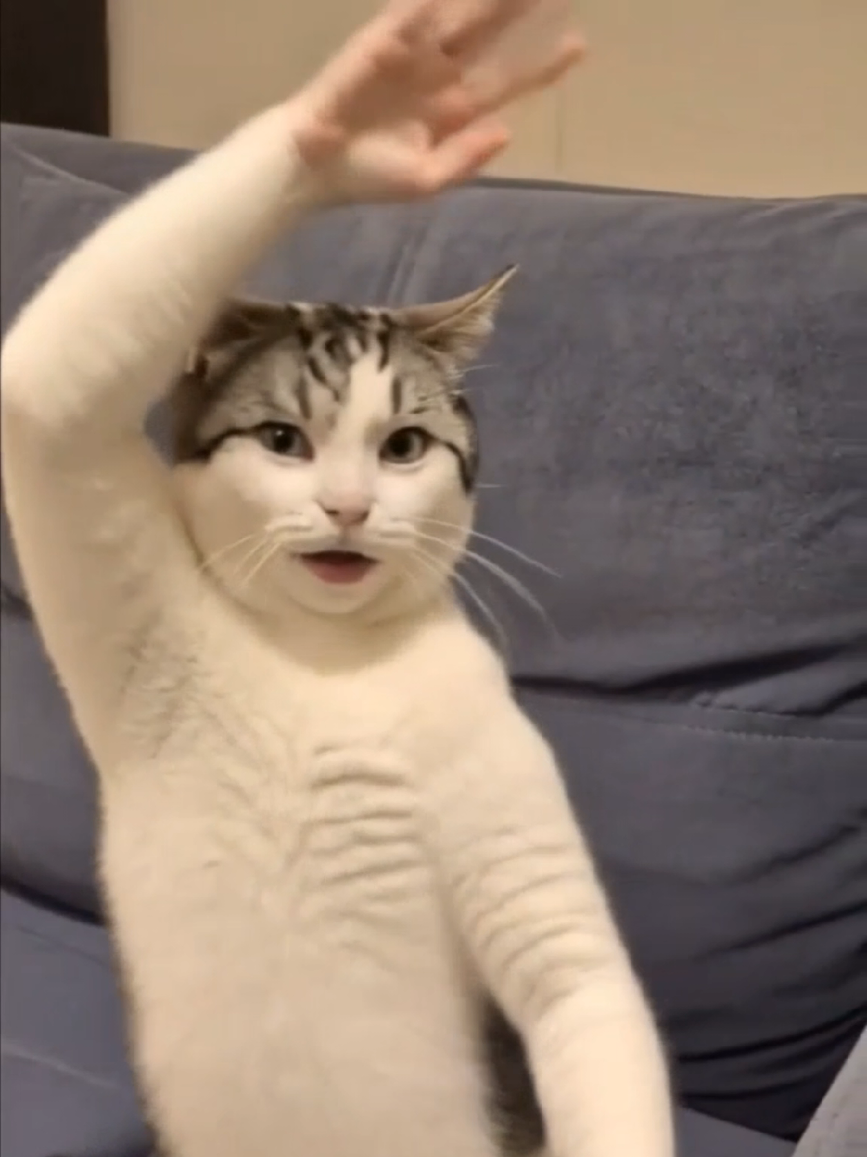 @Я кошка Зинаида
