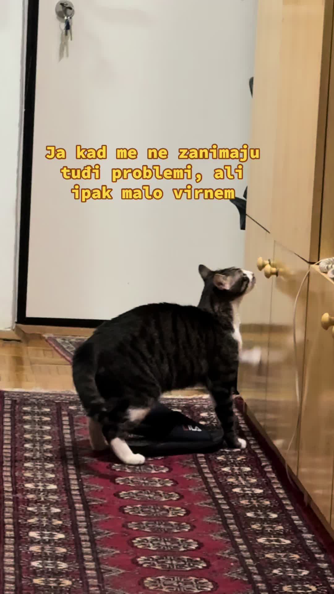 @Srećko & Rista 🐈⬛