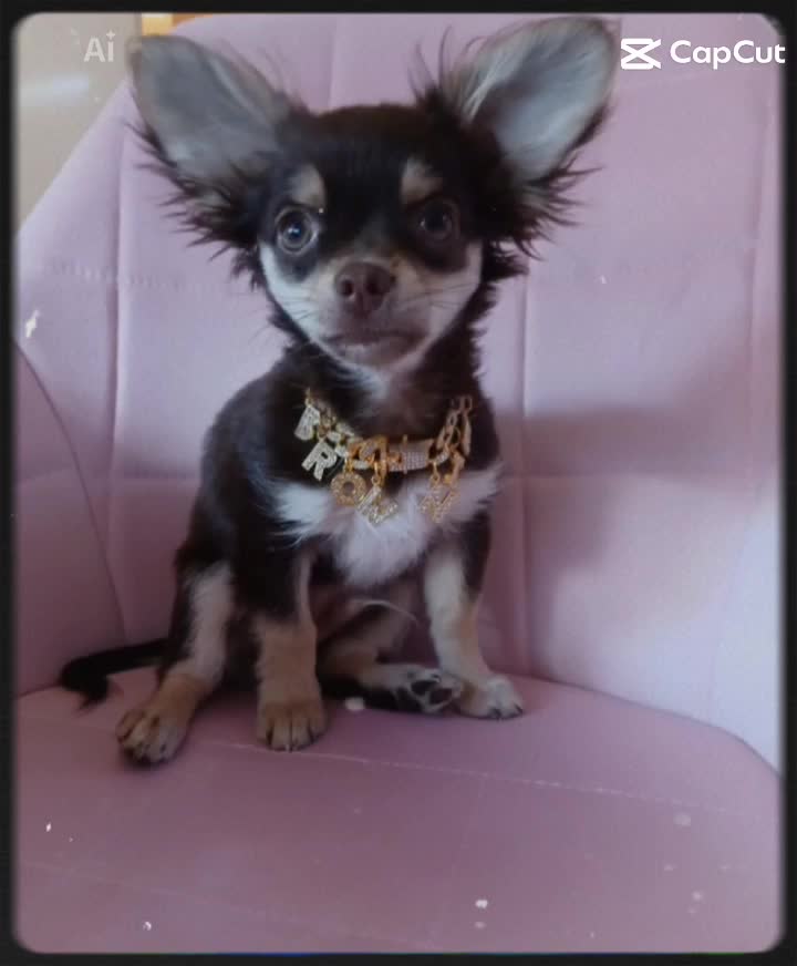 @Melody Gismo Peanut Brownie🐶❤