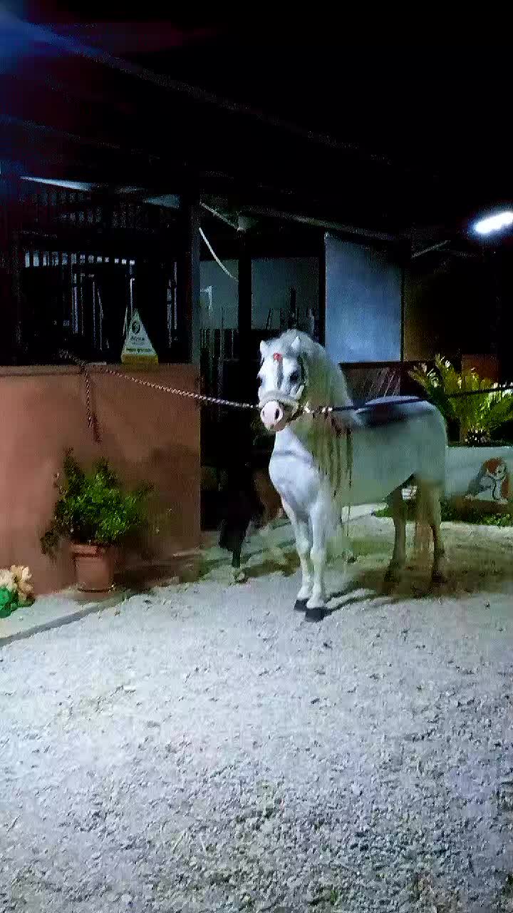 @pony show 🇮🇹🥇
