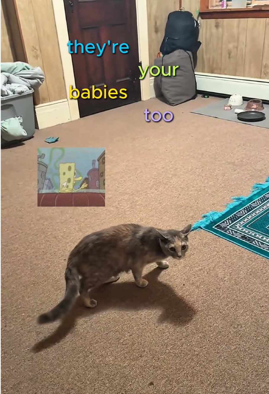 @petsoftiktok