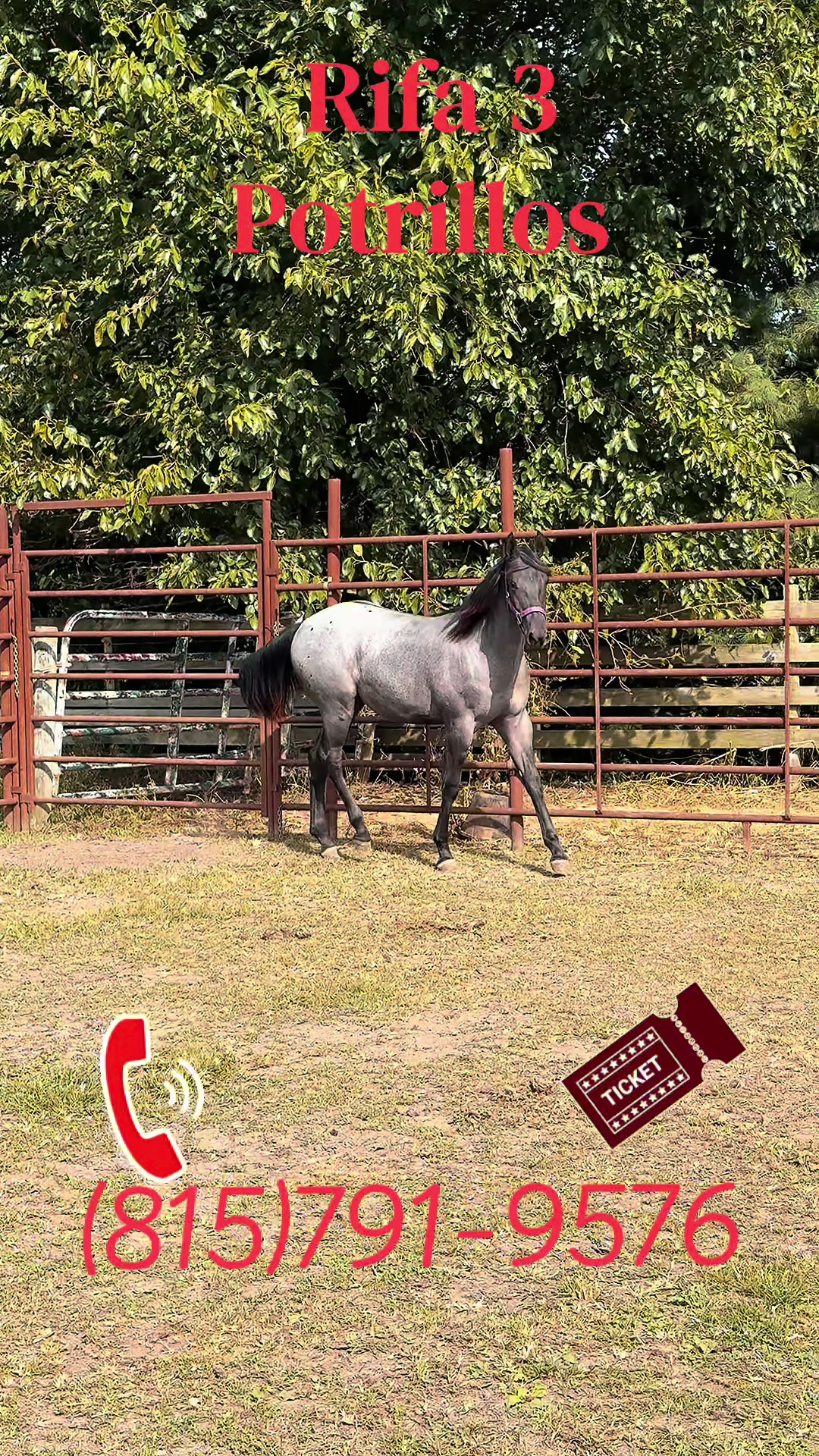 @R.L.P Quarter Horses