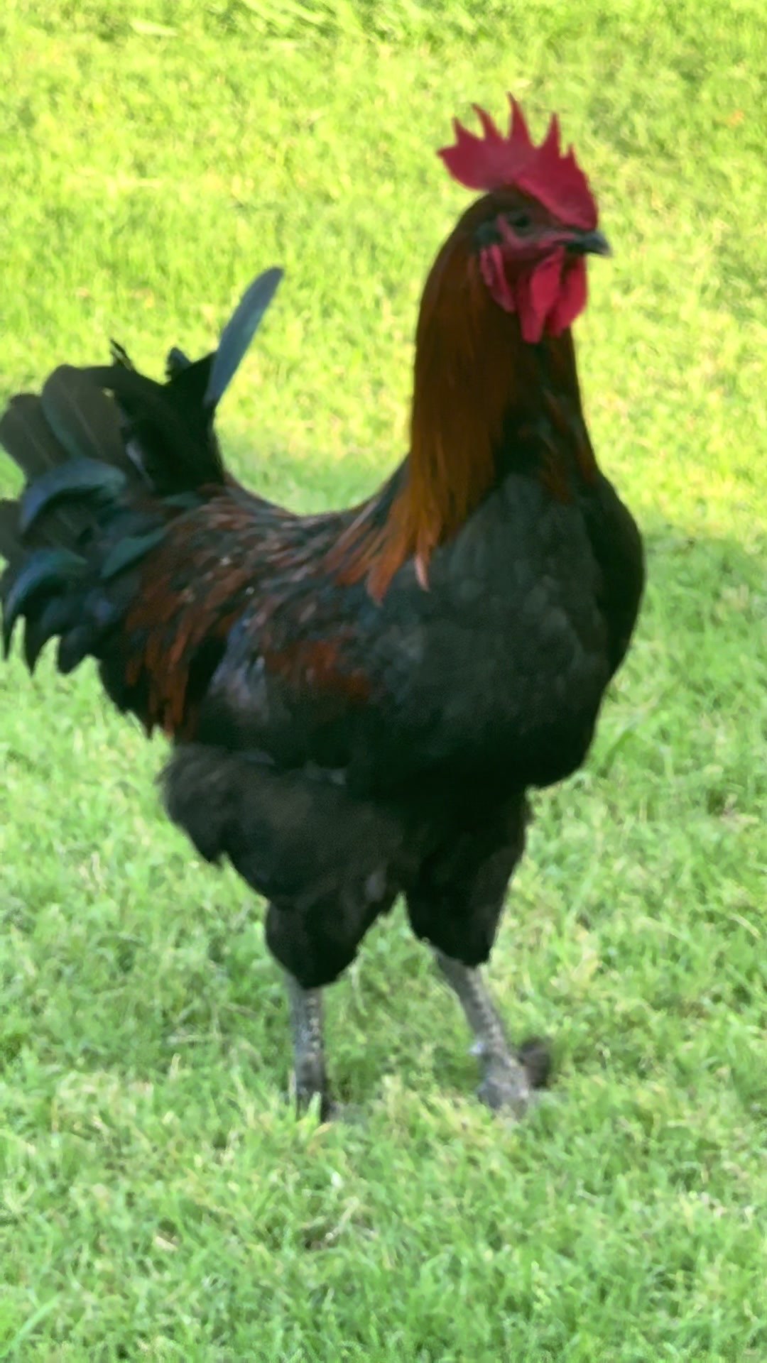 @NonniesFunnyFarm