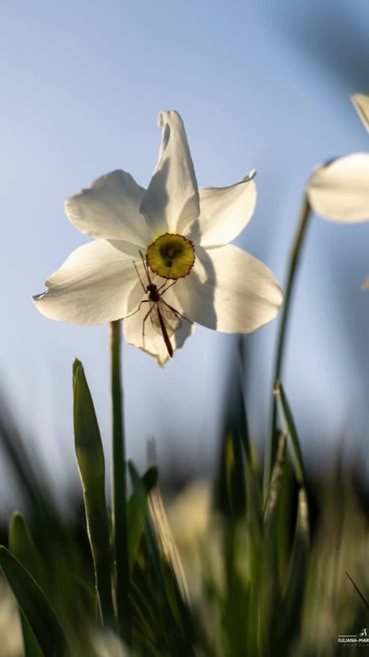 @Mirela Florica Bocan