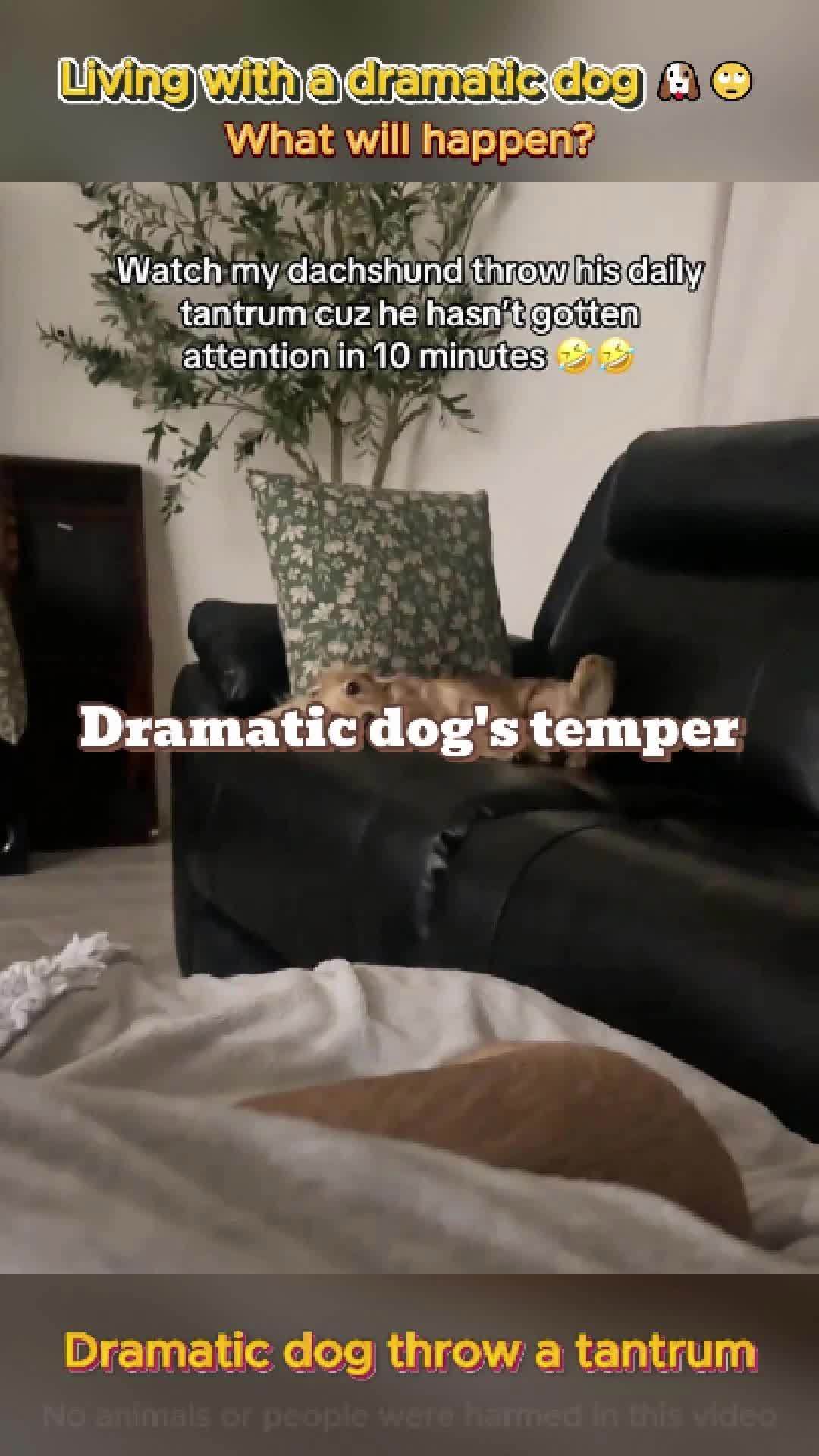 @pet.funny799