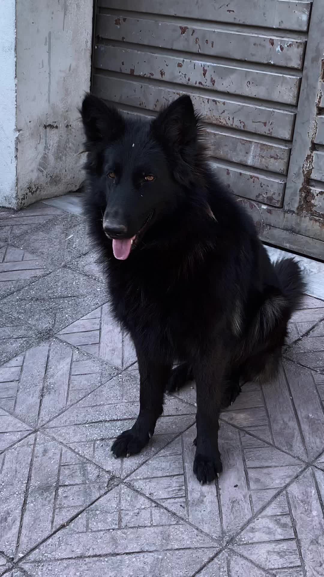 @Black German Shepherd😈