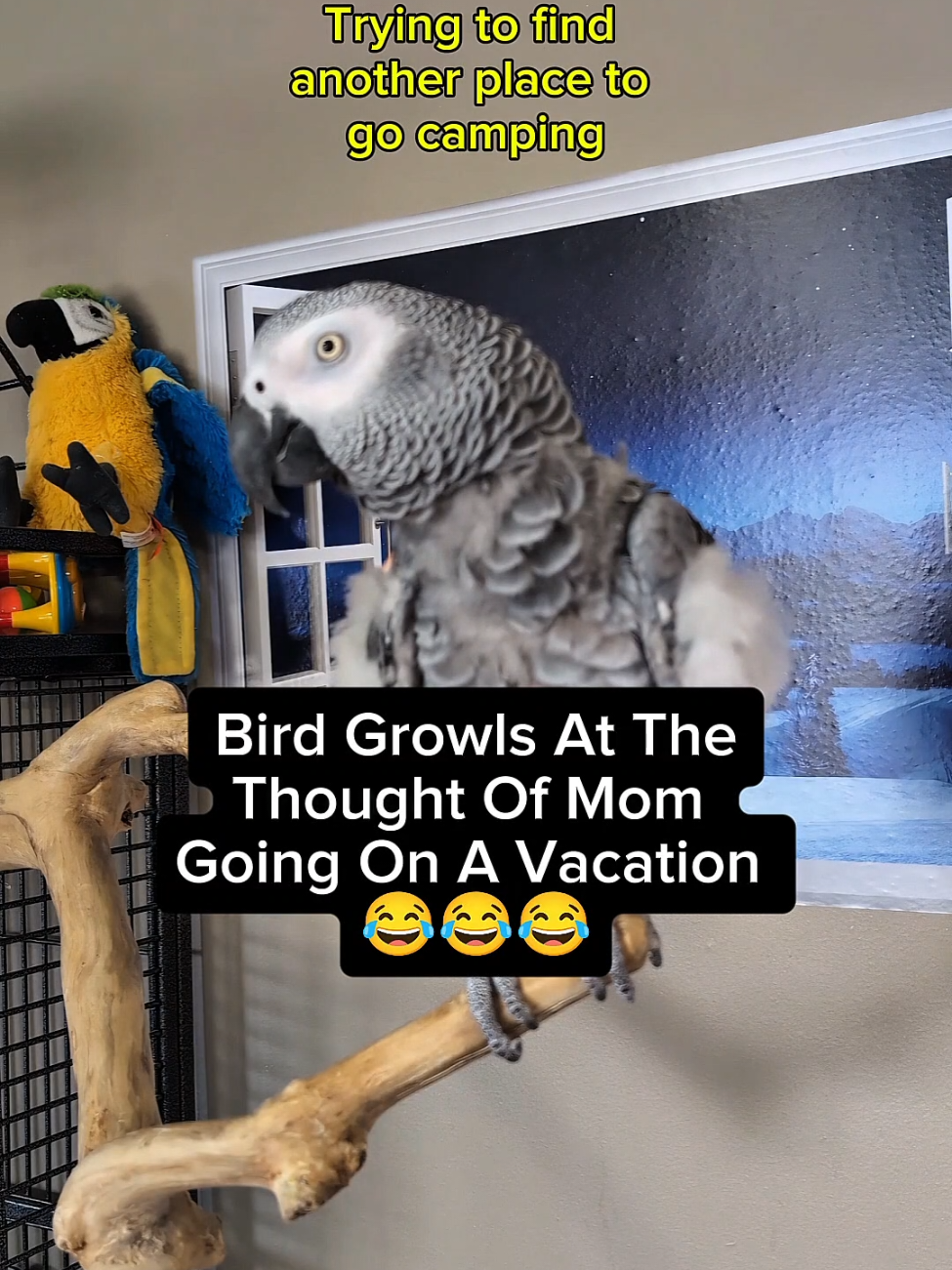 @Cosmothefunnyparrot