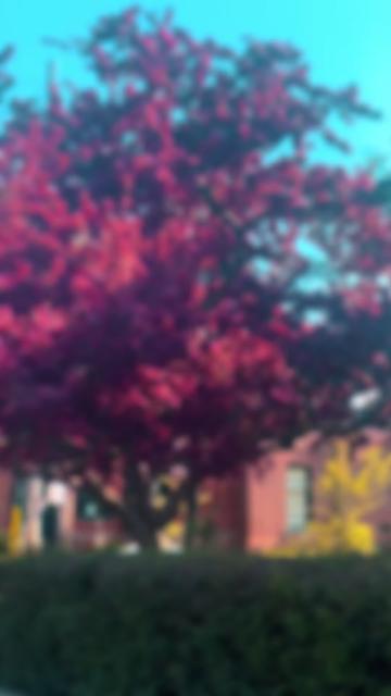 @Nazim Ahmed Nazu🇨🇦