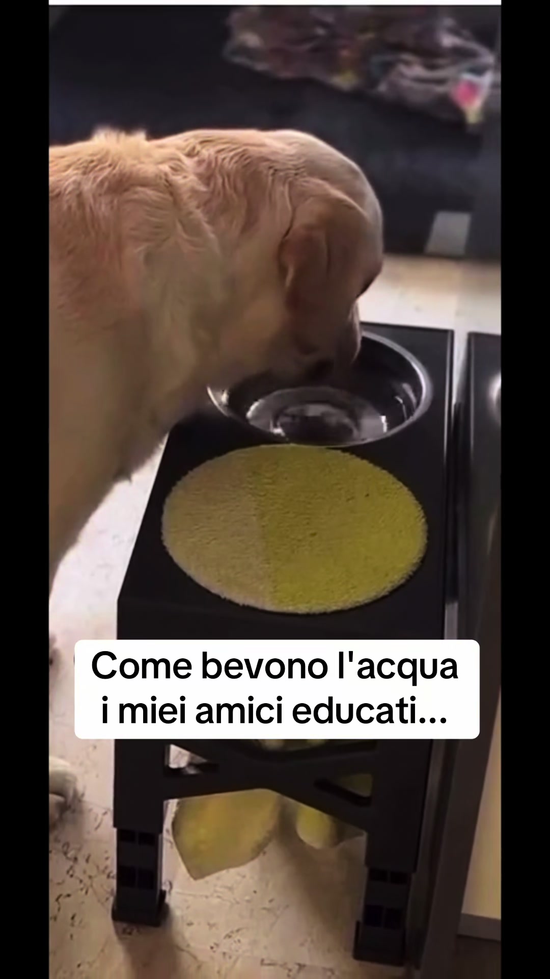 @francescobaccegareal