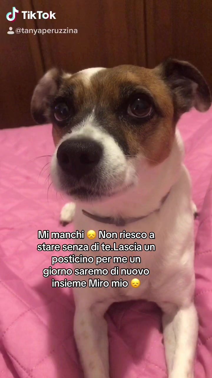 @Tanya Volontaria Animalista