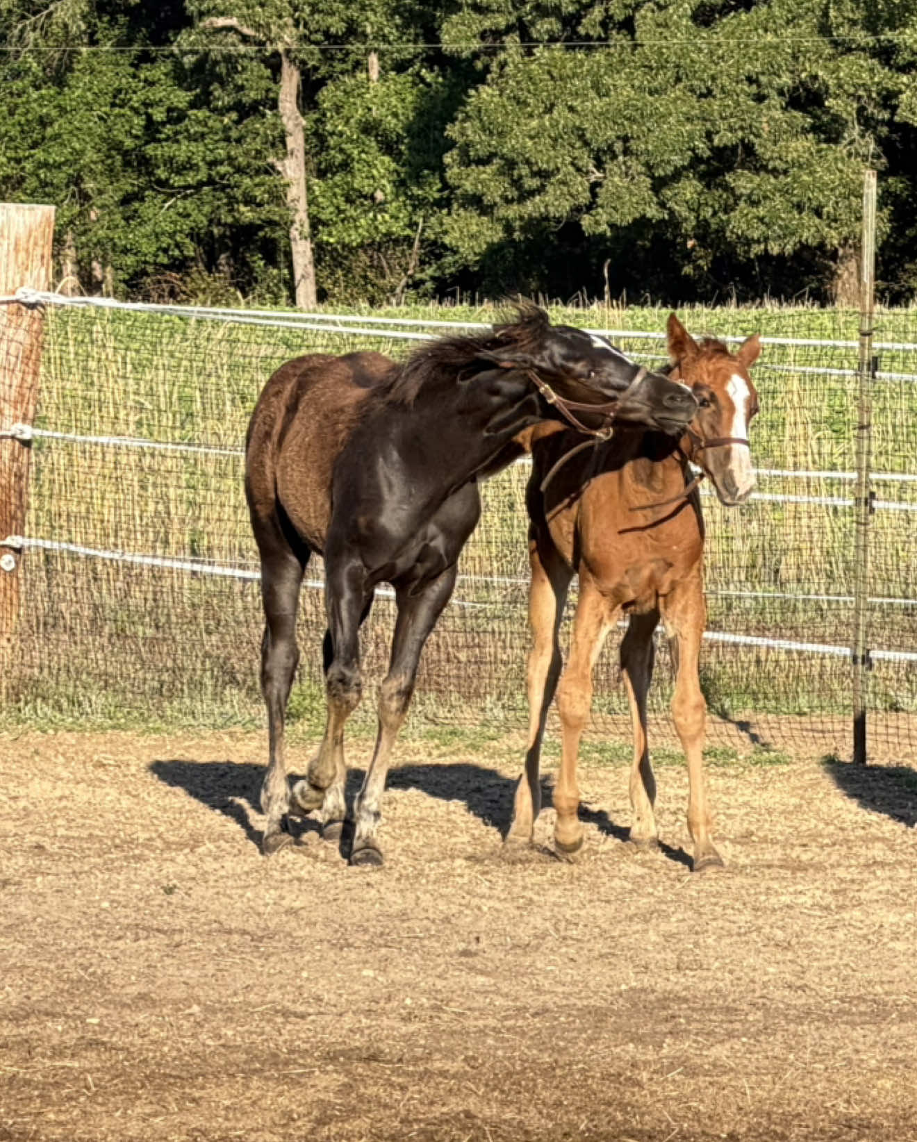 @KY Performance Horses