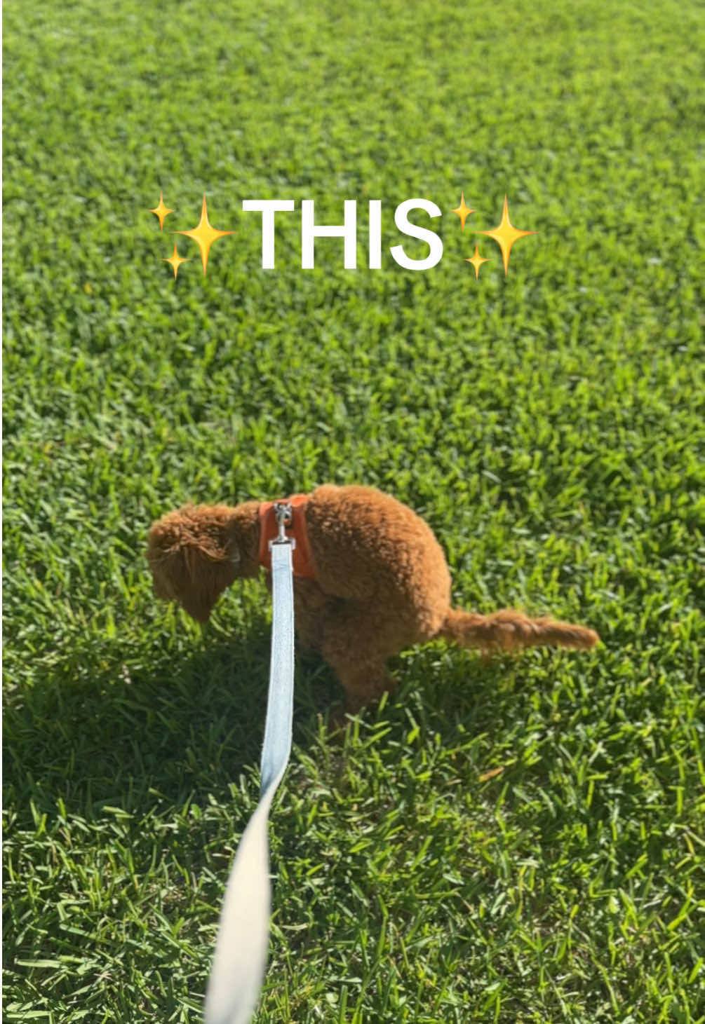 @Leo the Cavapoo