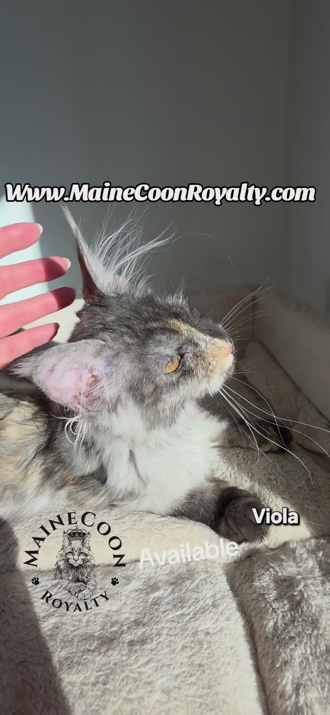 @MaineCoon Royalty