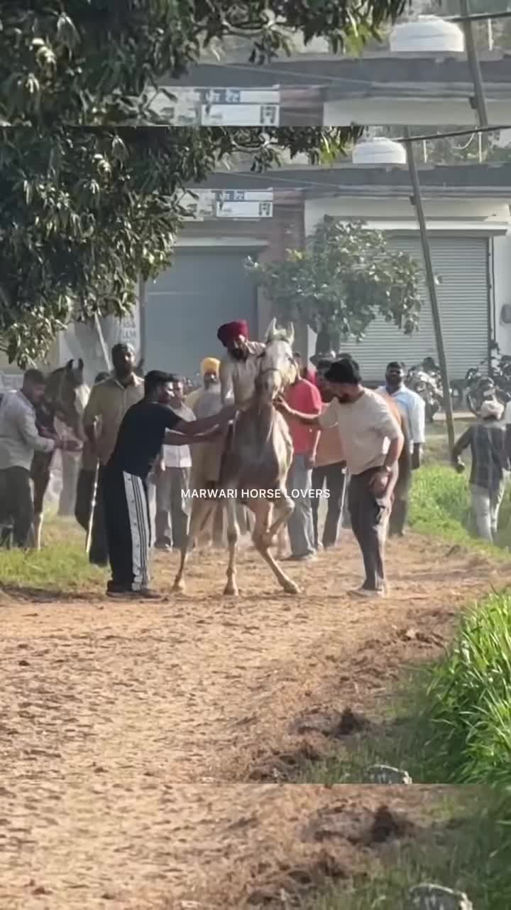 @🏇 MARWARI HORSE RACING 🏇