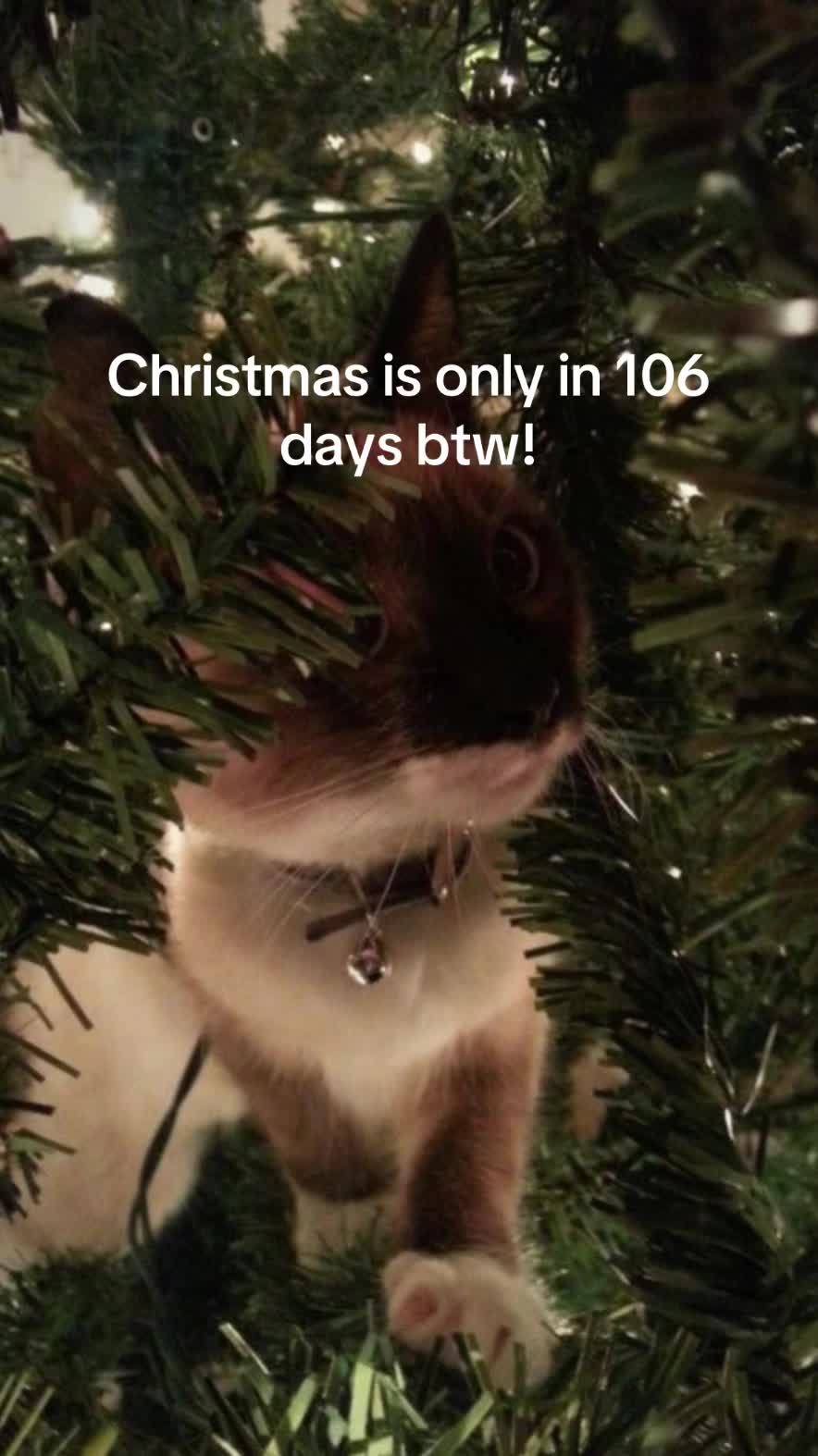 @christmas vibes!