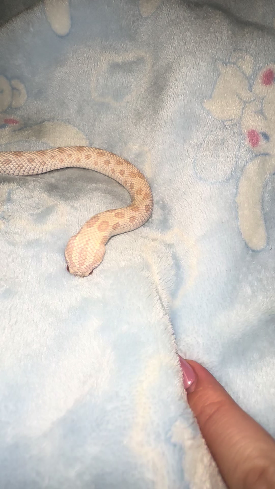 @Repti.snoot