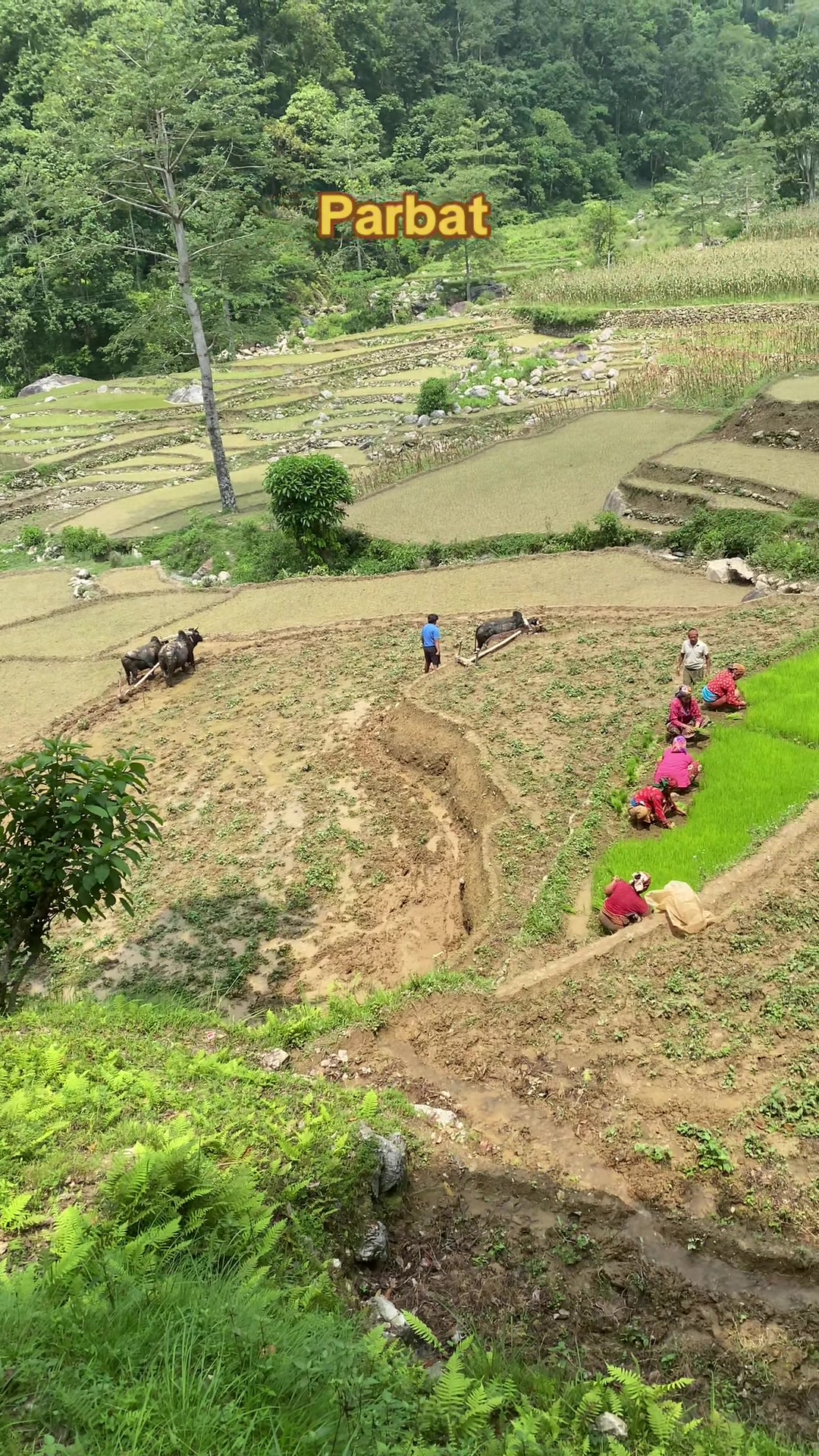 @Punam Malla Thakuri