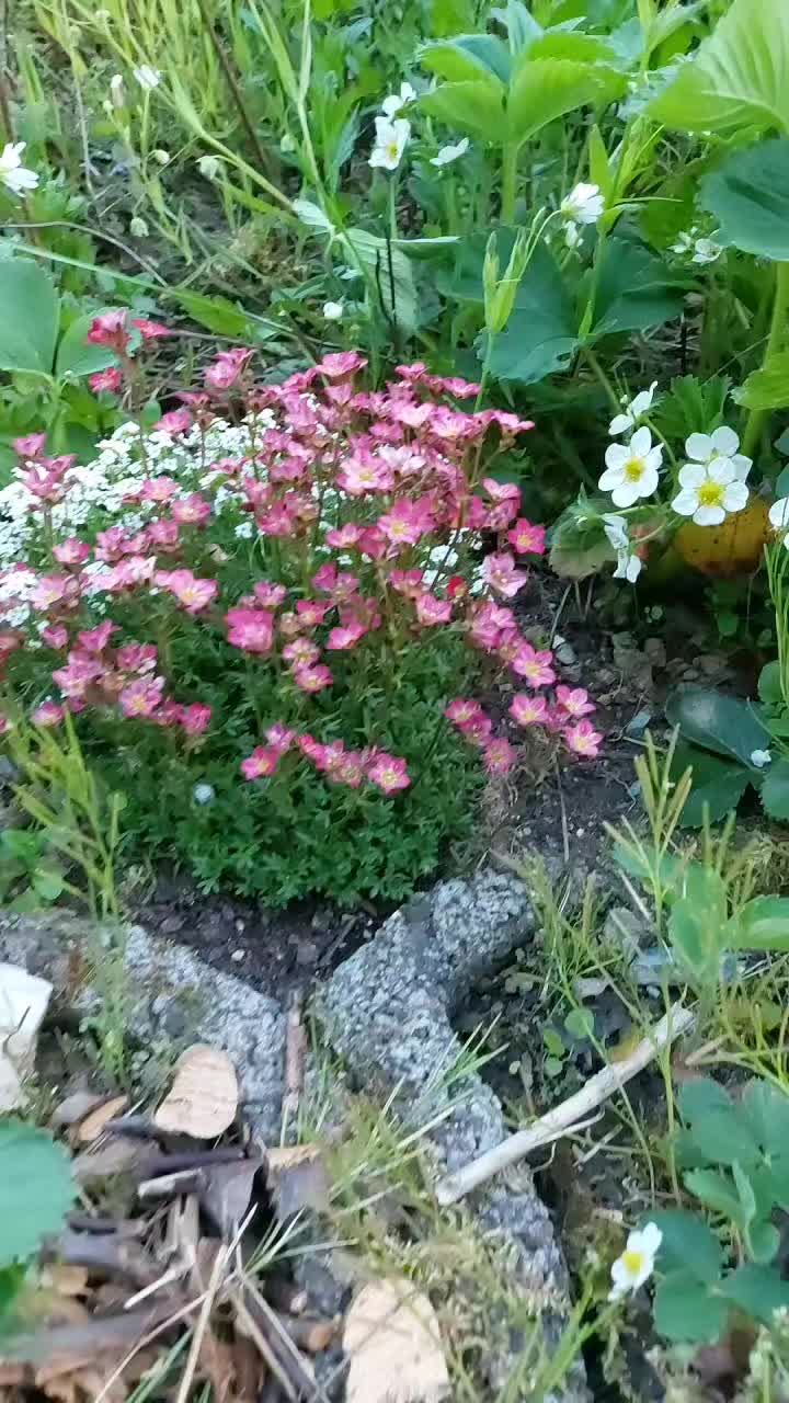 @elanieshi7