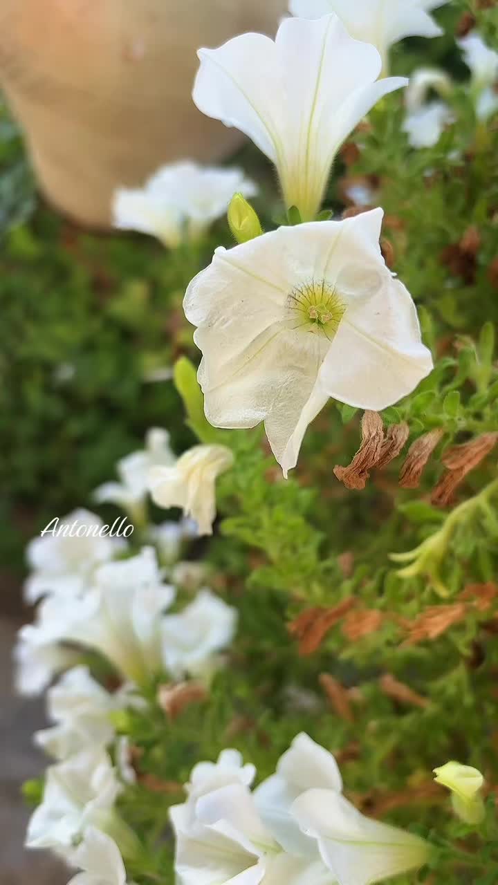 @leone60