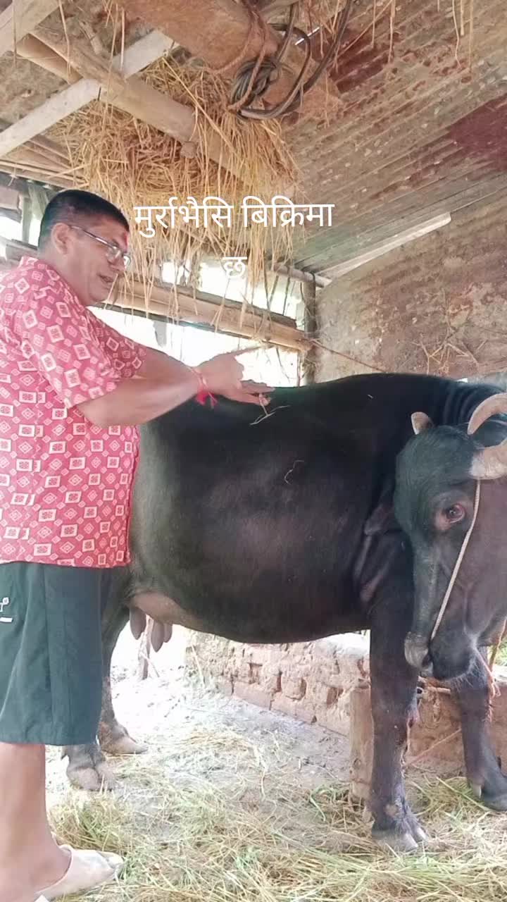 @Harilal Jaishi
