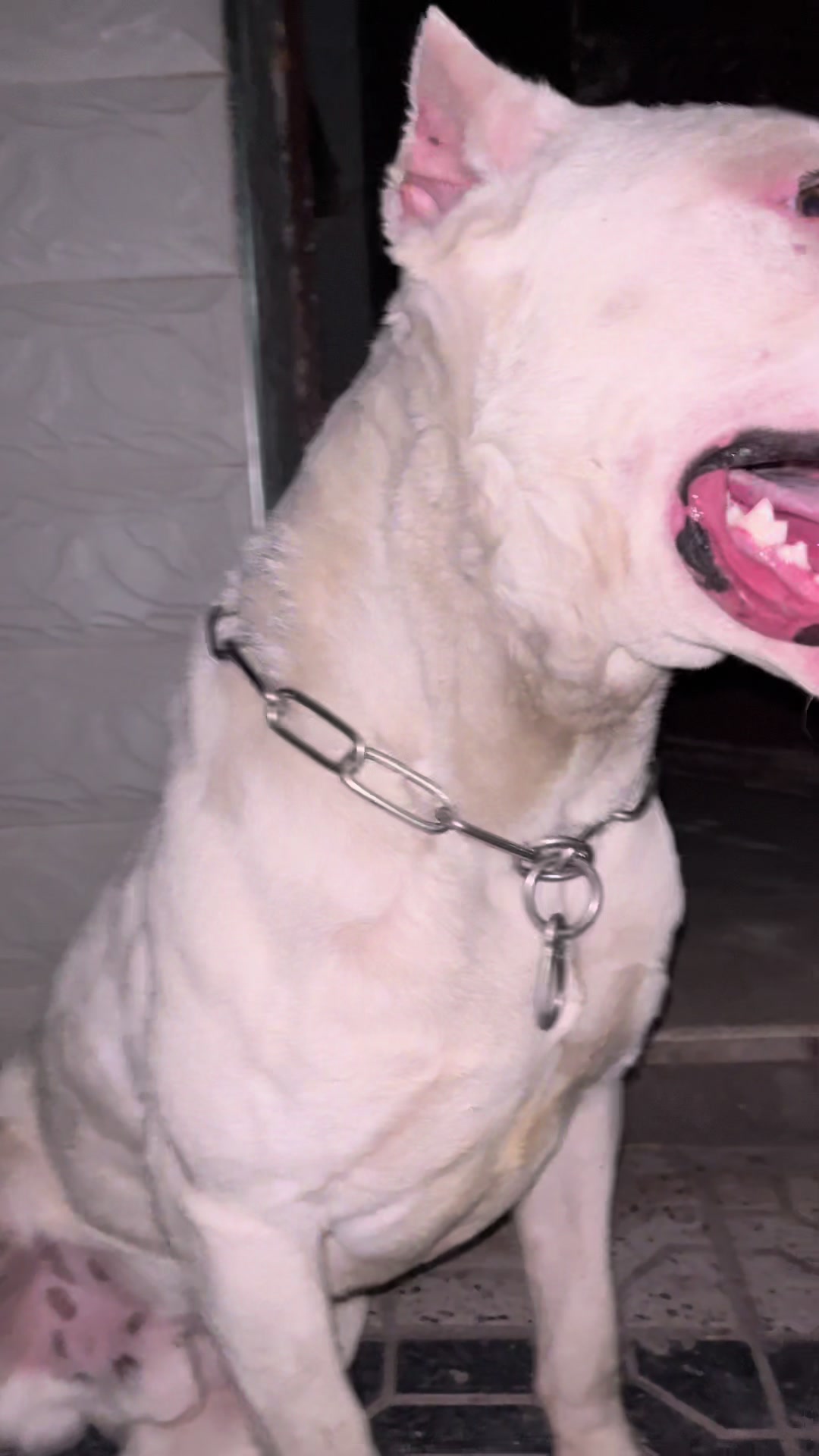 @DOGO ARGENTINO R.A.S🇦🇷🔥