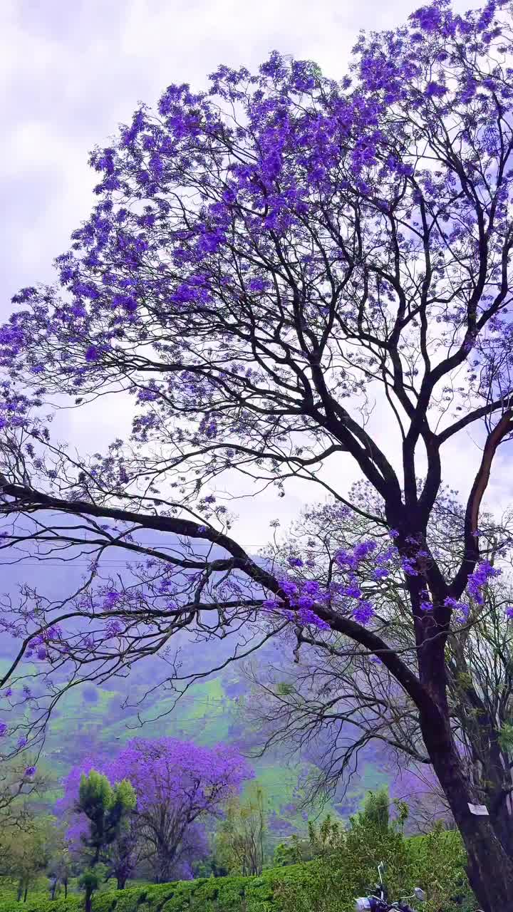 @jamshi585885