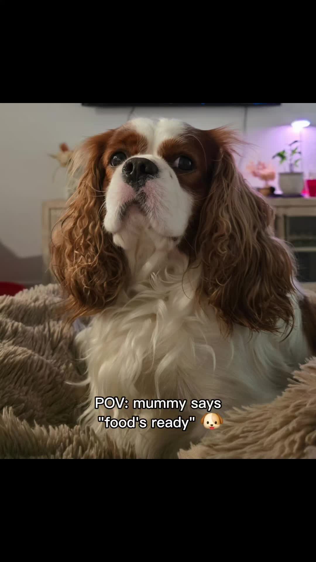 @Rocky Cavalier King Charles