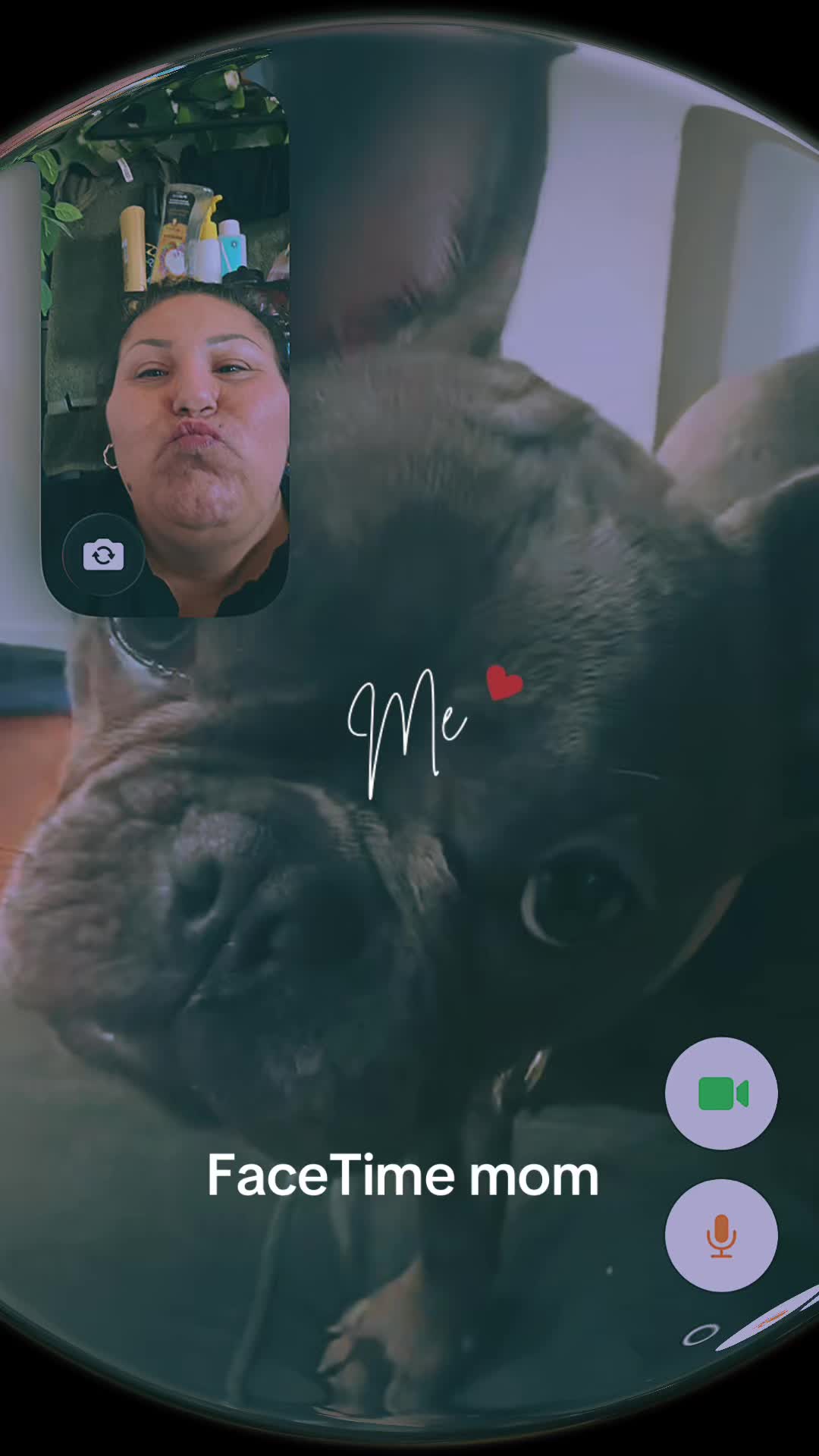 @Zoe Love The Frenchie