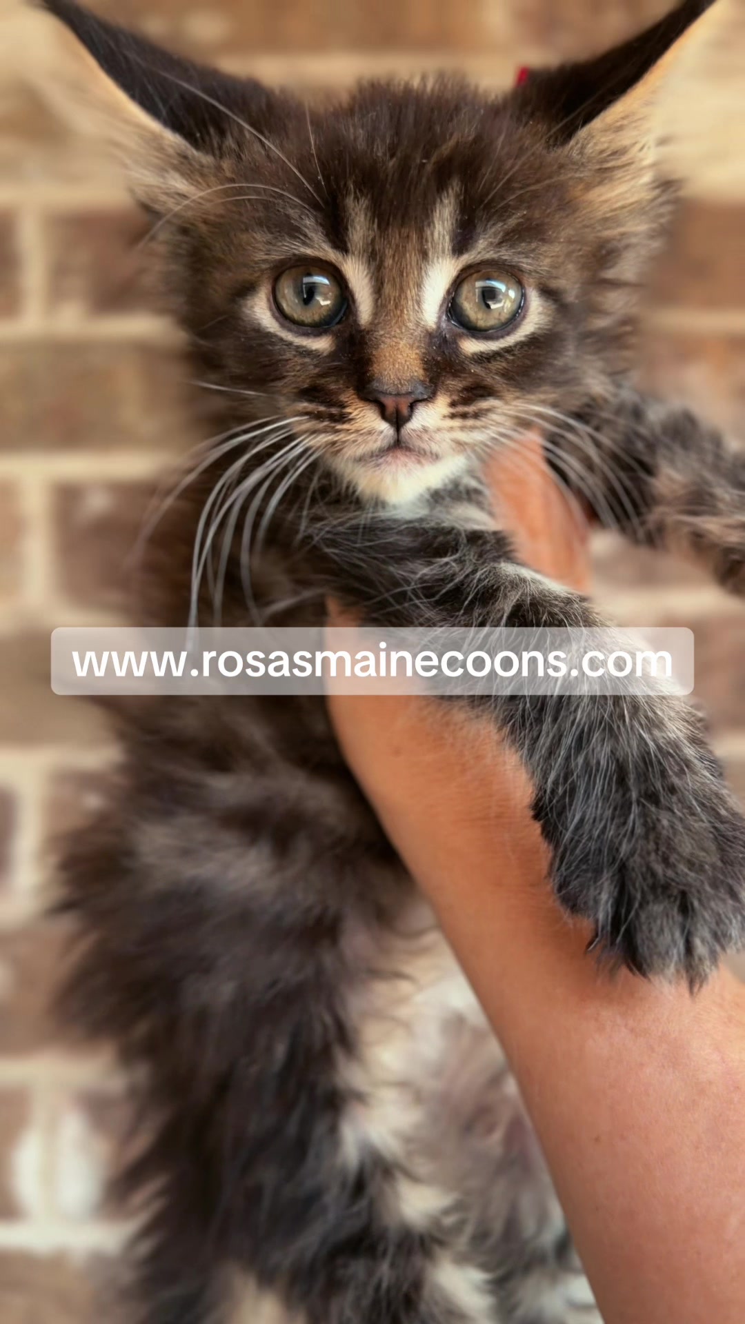 @Rosa&rsquo;s maine coon in Texas🧛
