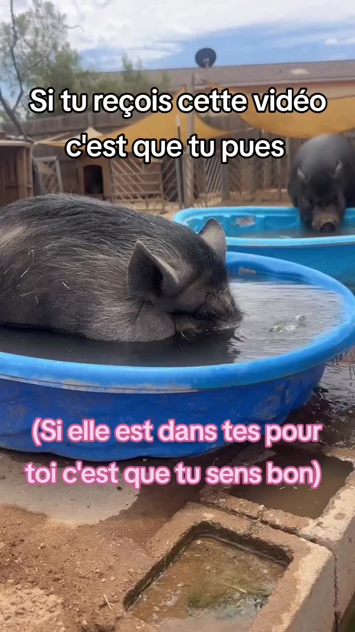 @FouRireAnimal