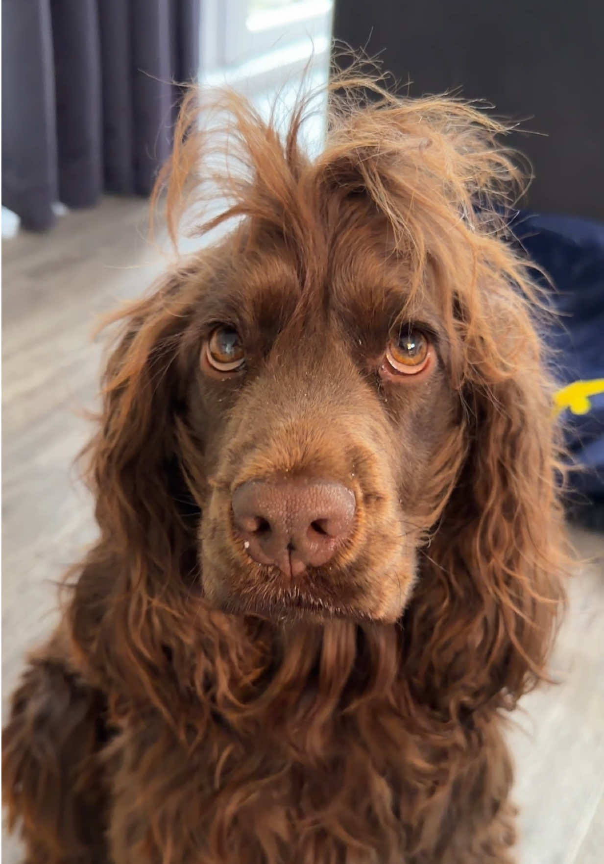 @Yoshi_der_Schokococker