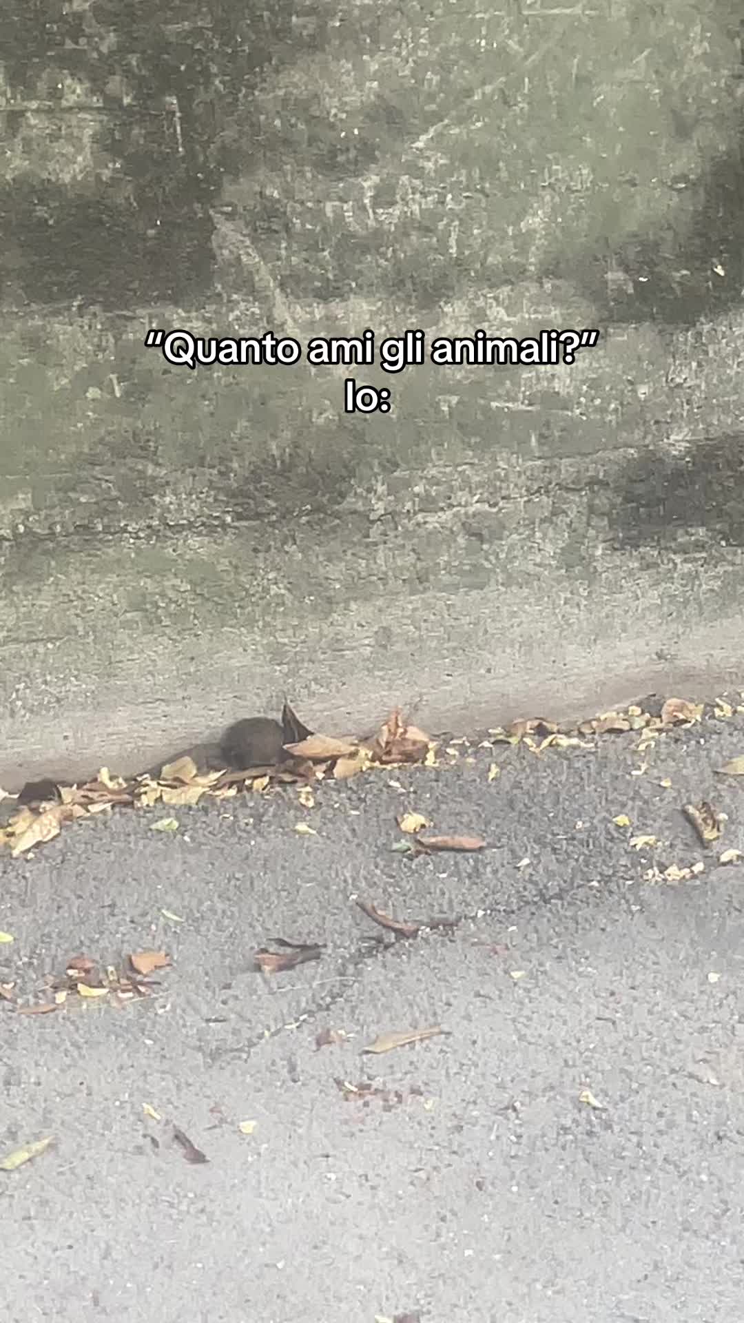 @chiaratarquini