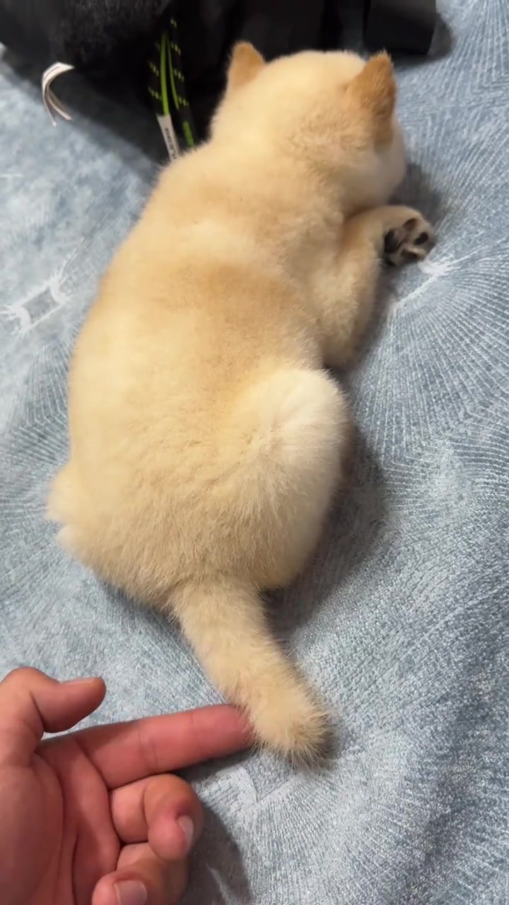 @MeowWoofMoments