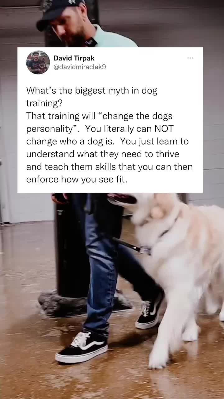 @Miracle K9 Training