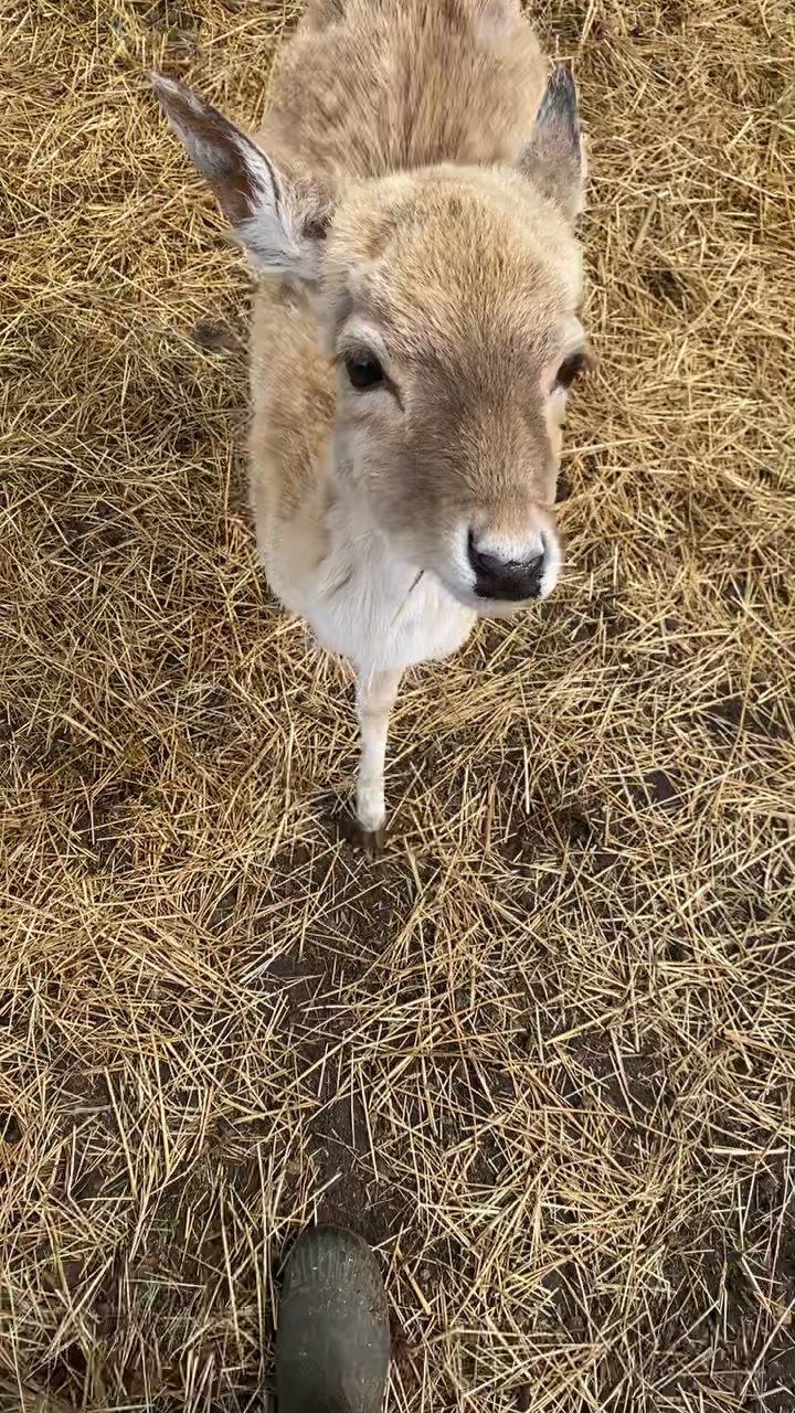 @Boo__Farm