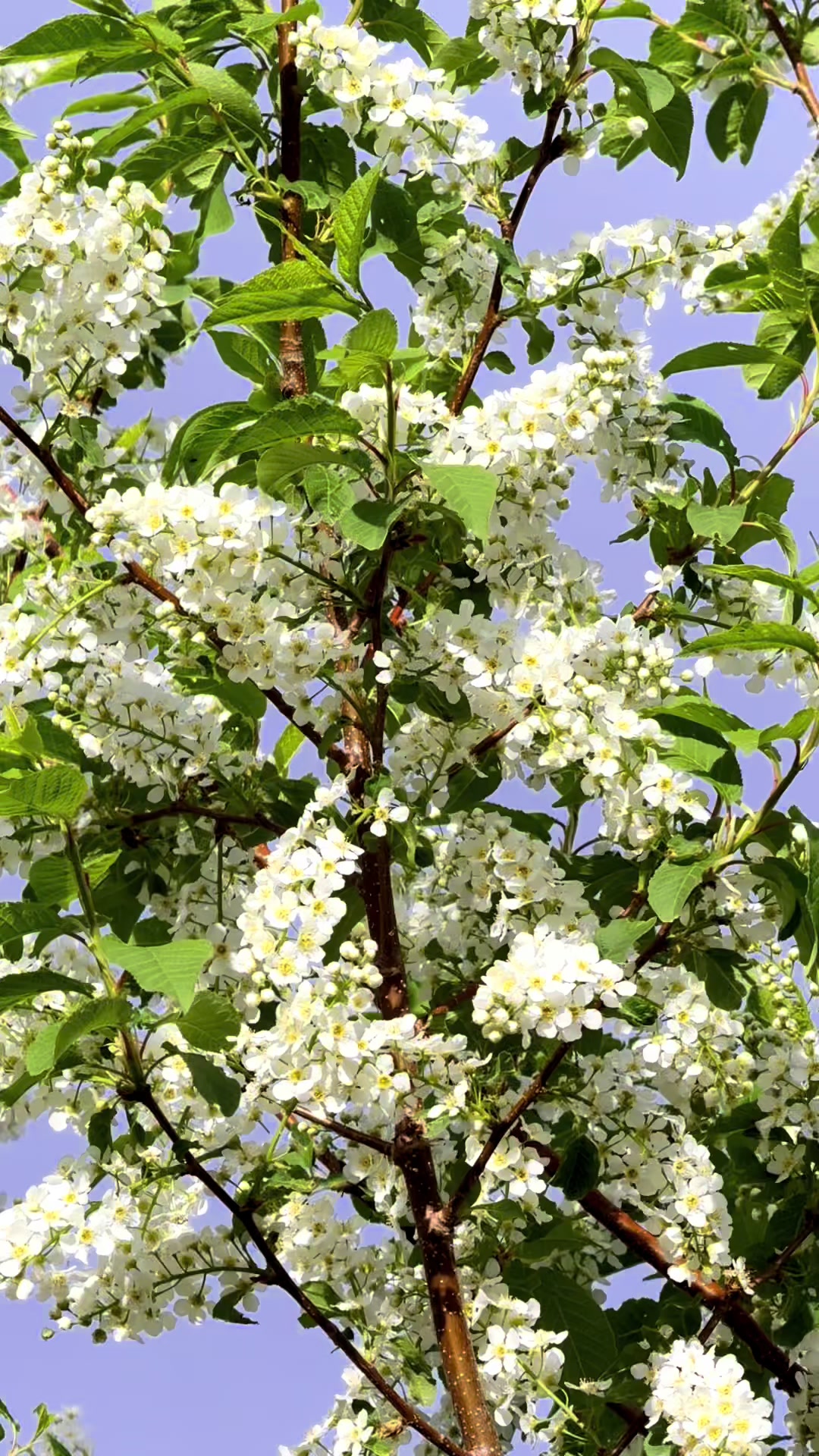 @meyneangsyna8🇰🇭❤️🇨🇦