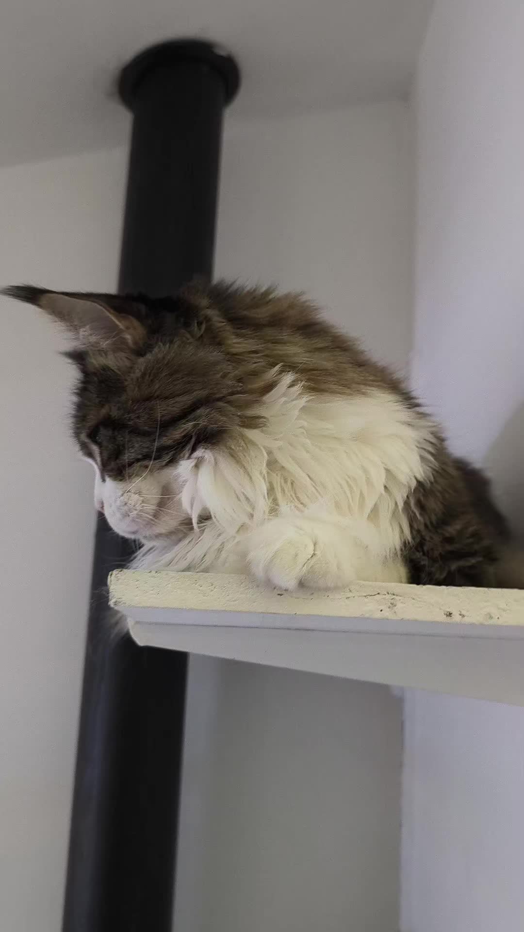 @TiTi.l'amour.des.animaux 🎙️
