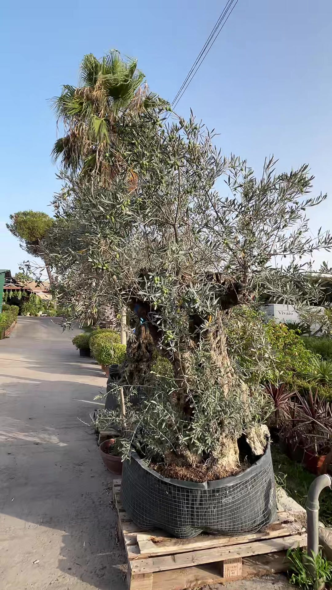 @vivaioanticogarden