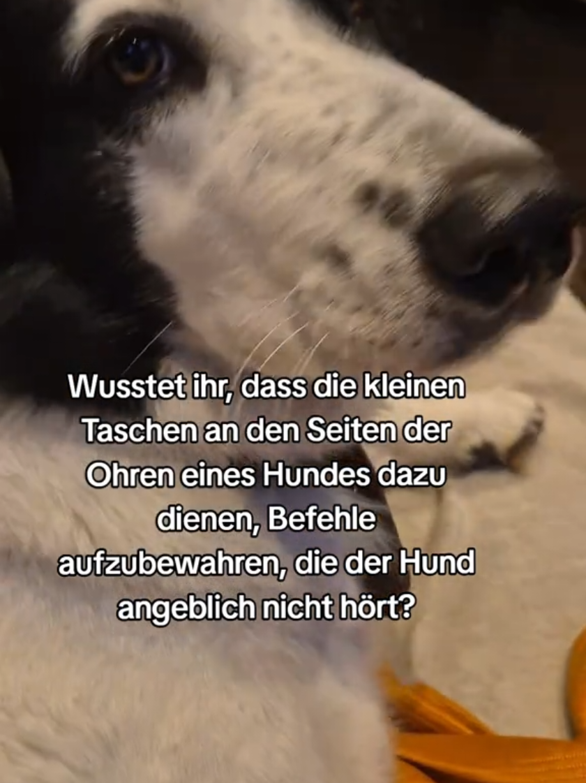 @Vino 🐶