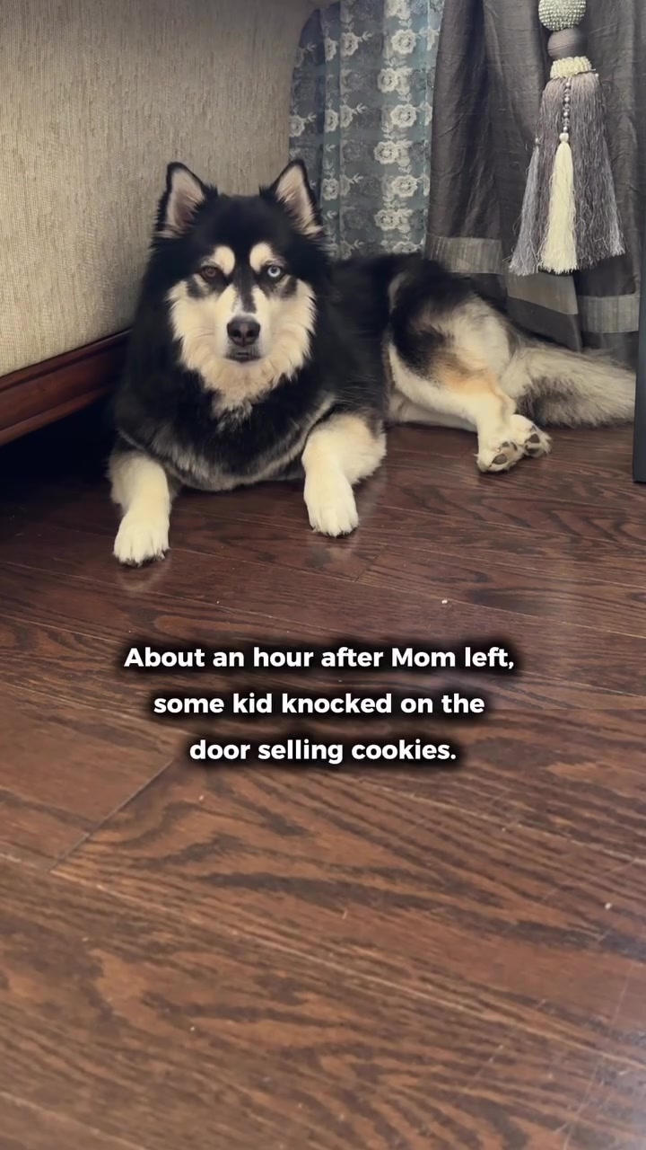 @Zeus the Pomsky🐾