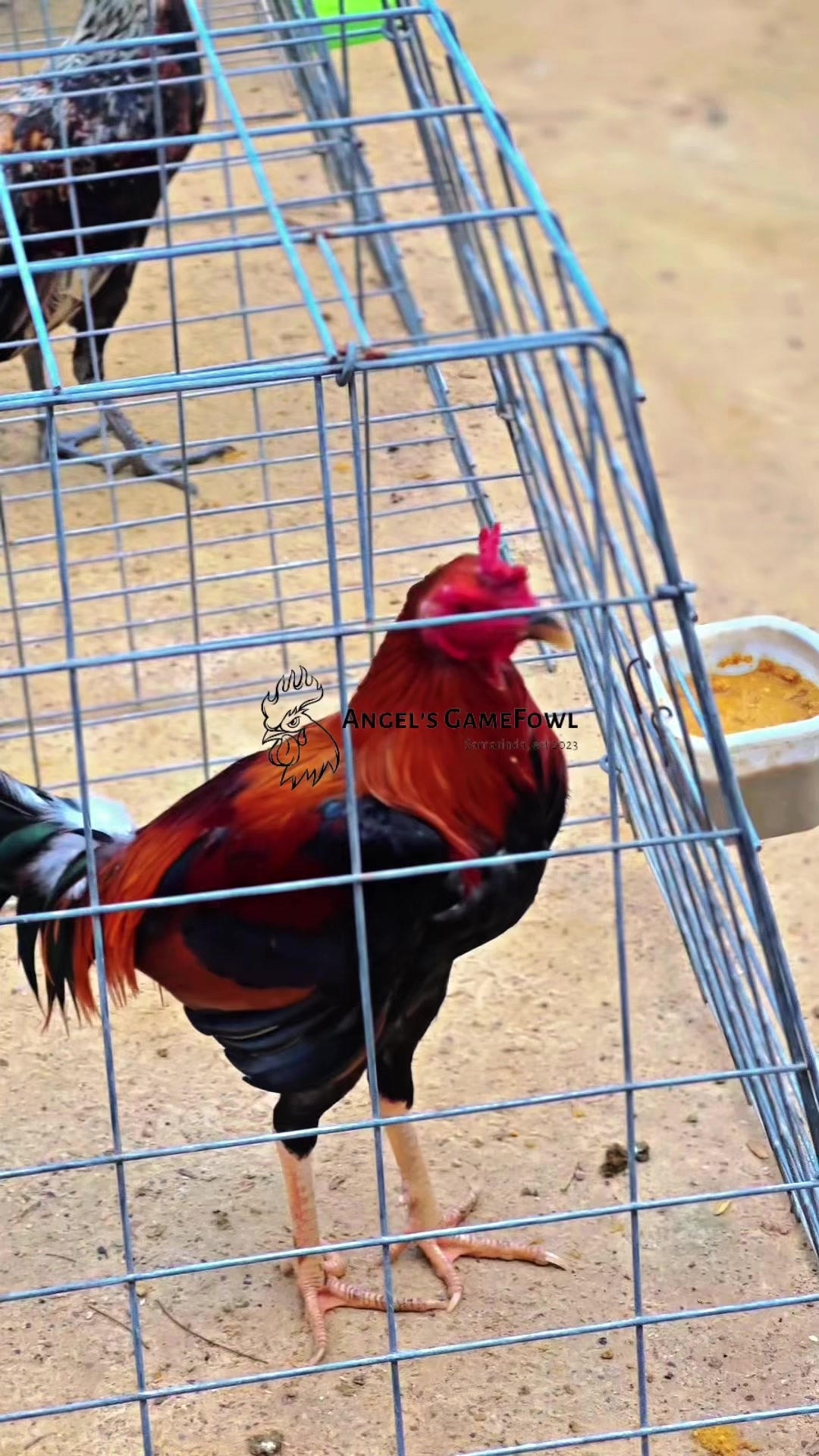 @angelsgamefowl88