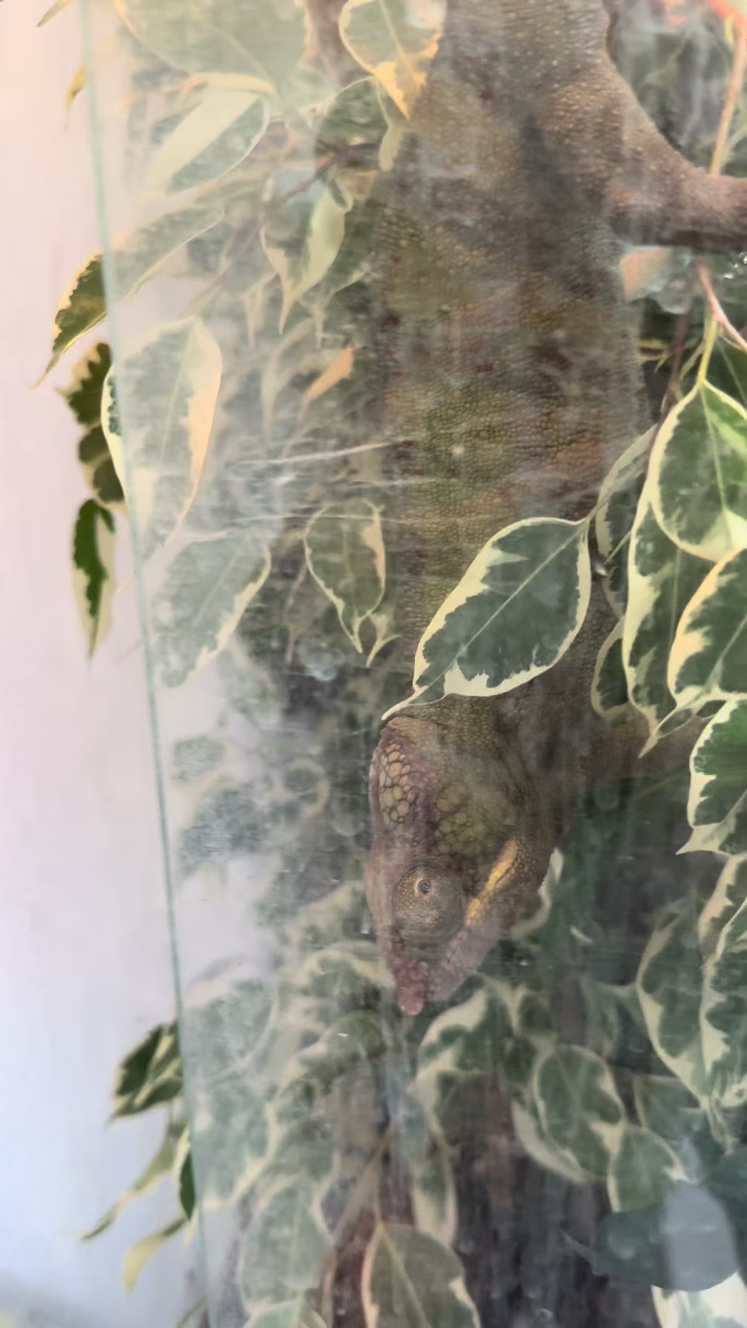 @Kreischhuhn Karma 🦉