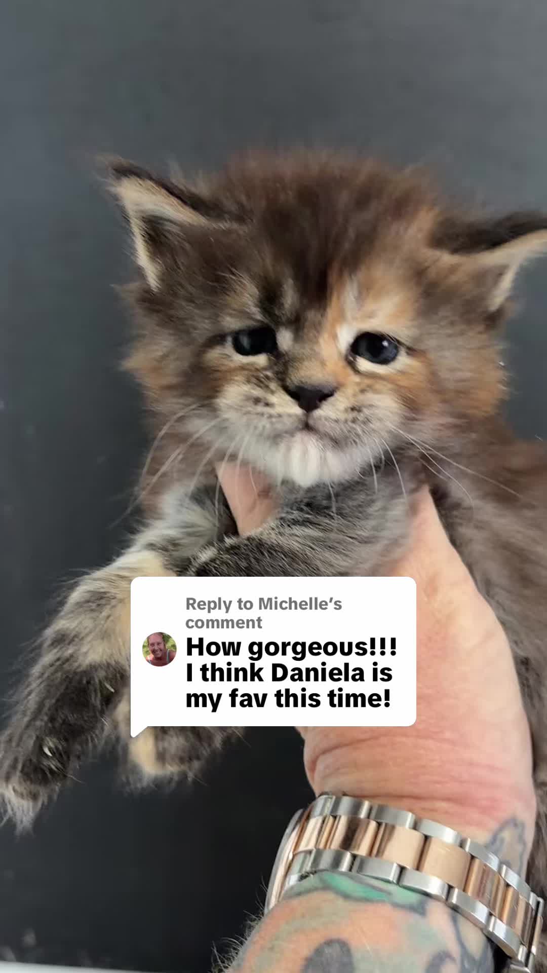@Sassy Koonz Luxury MaineCoons