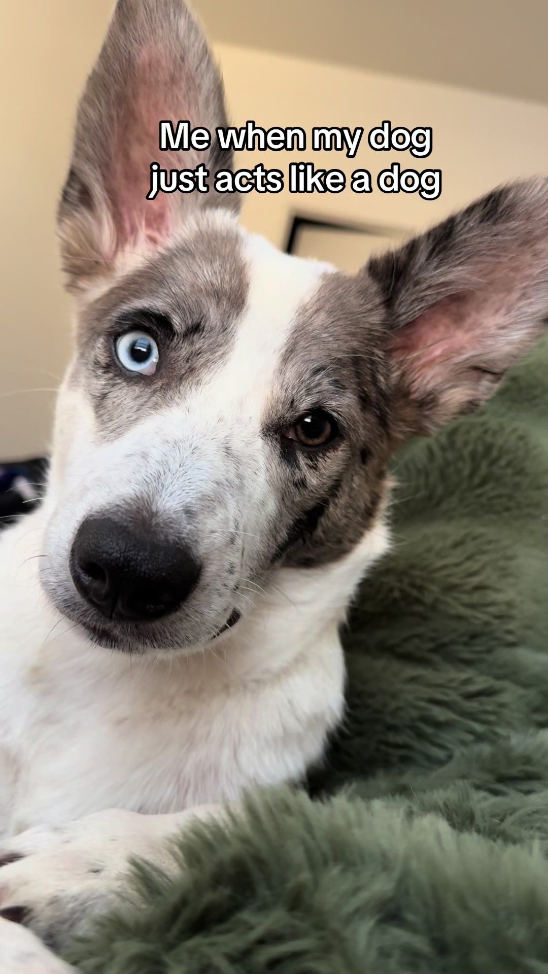 @tiffanysdiamonddogs