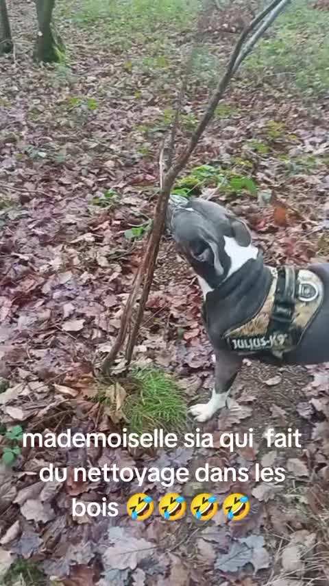 @Mireillevolletber