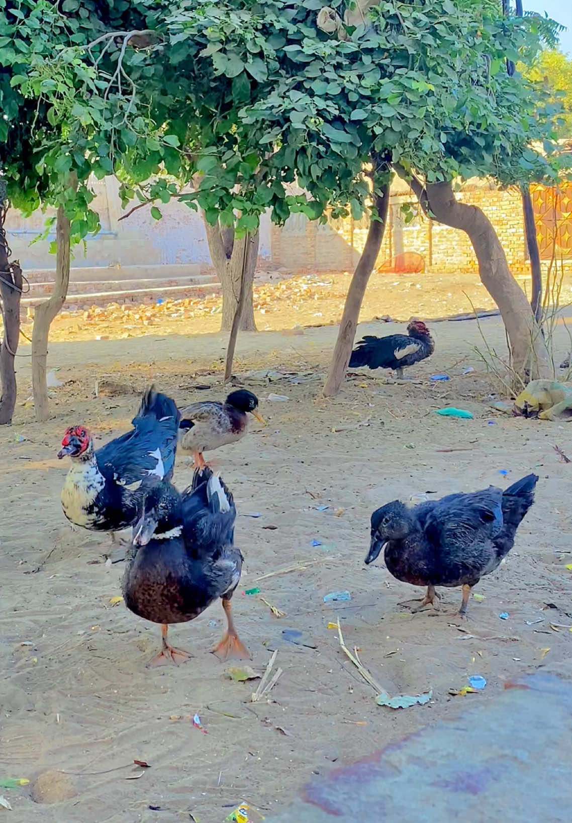 @Iftikhar_Wassan 𓆩♡𓆪🧸