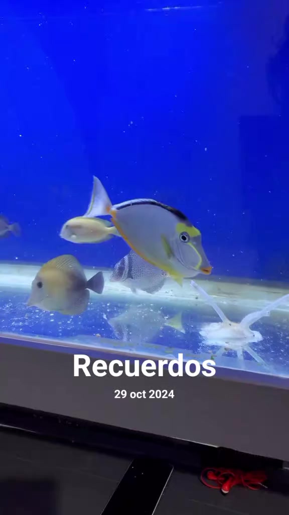 @Aquariumplus 🐠🐬🦀🐙🐟🦑