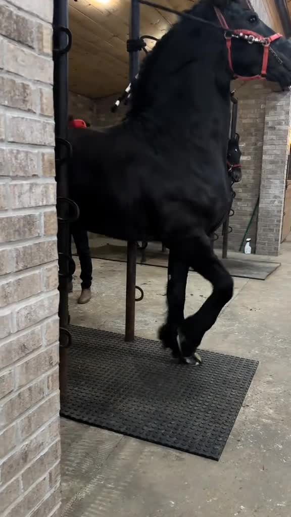 @ganadería🐮 y caballo🐴☠️